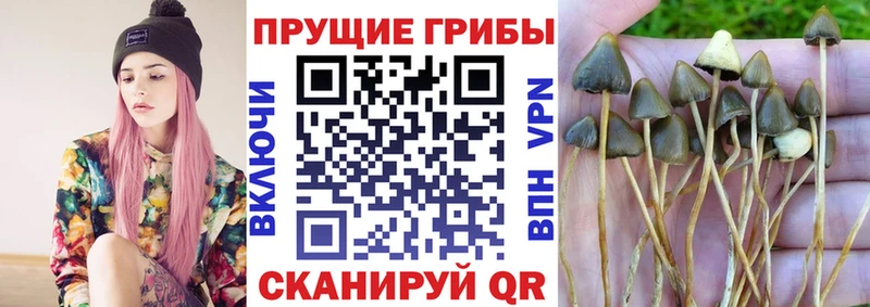 Псилоцибиновые грибы GOLDEN TEACHER  где можно купить   Вятские Поляны 